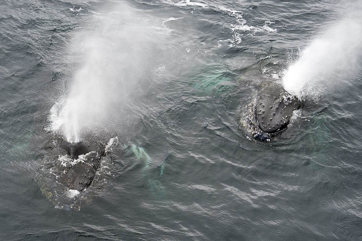 Whales of Antarctica