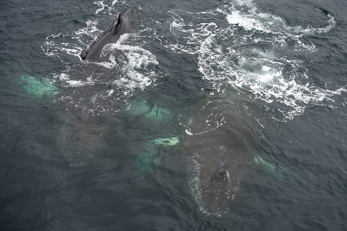 Whales of Antarctica