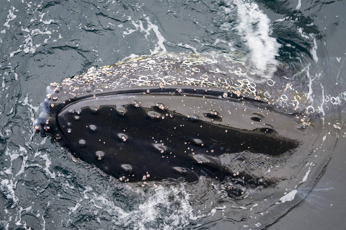 Whales of Antarctica