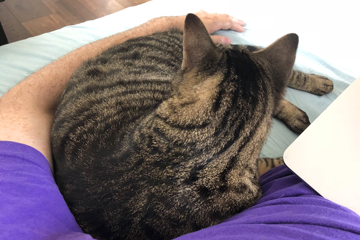 Jake Cat Relief