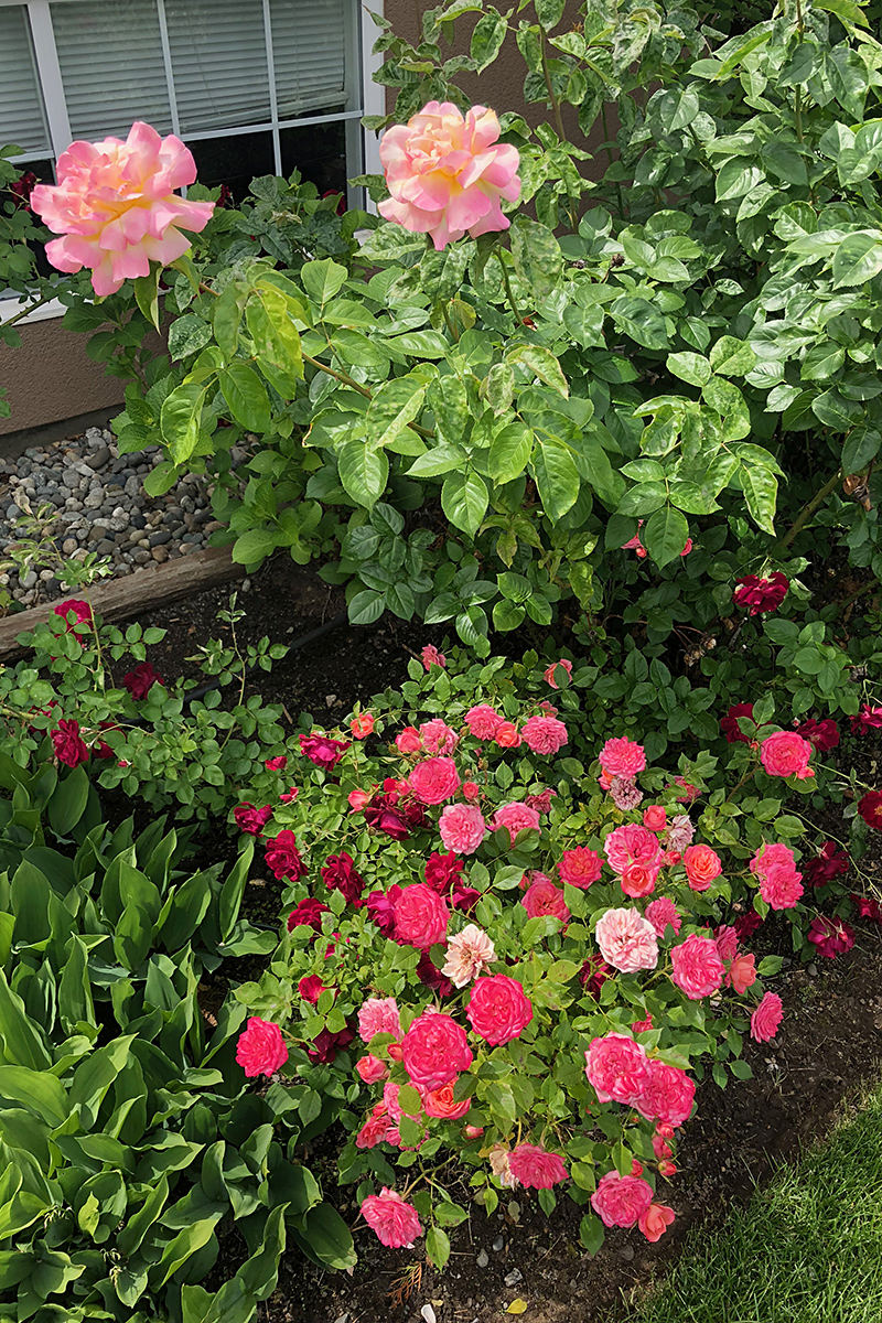 Back Garden Flowers