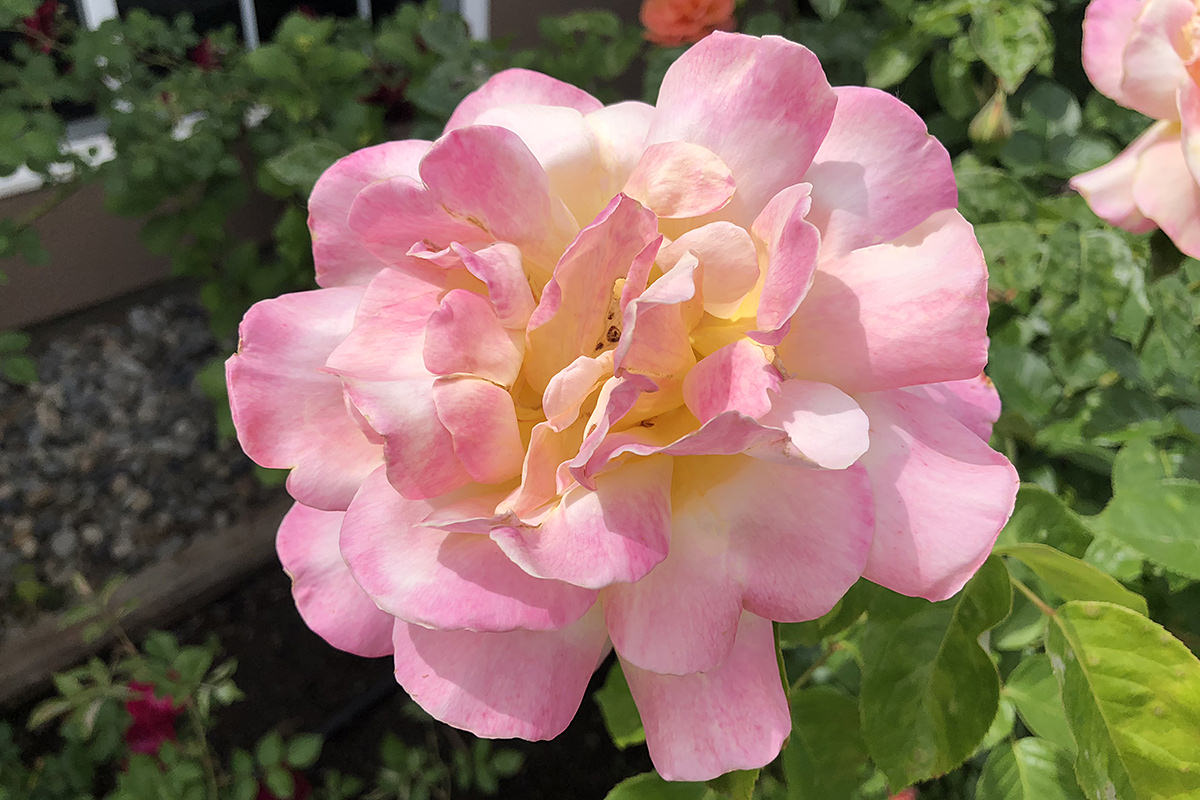 Back Garden Flowers