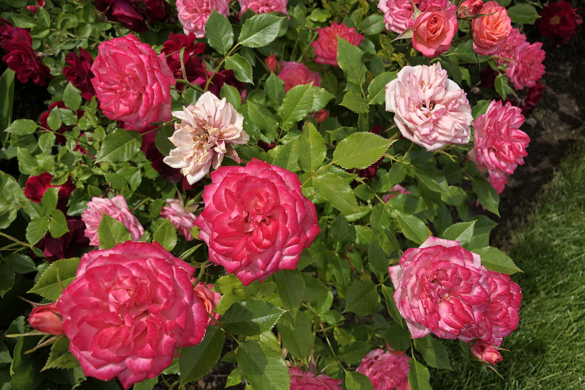 Back Garden Flowers