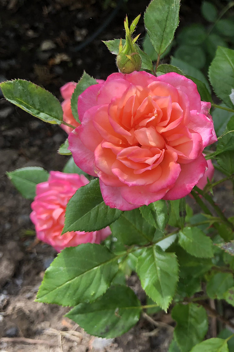 Back Garden Flowers