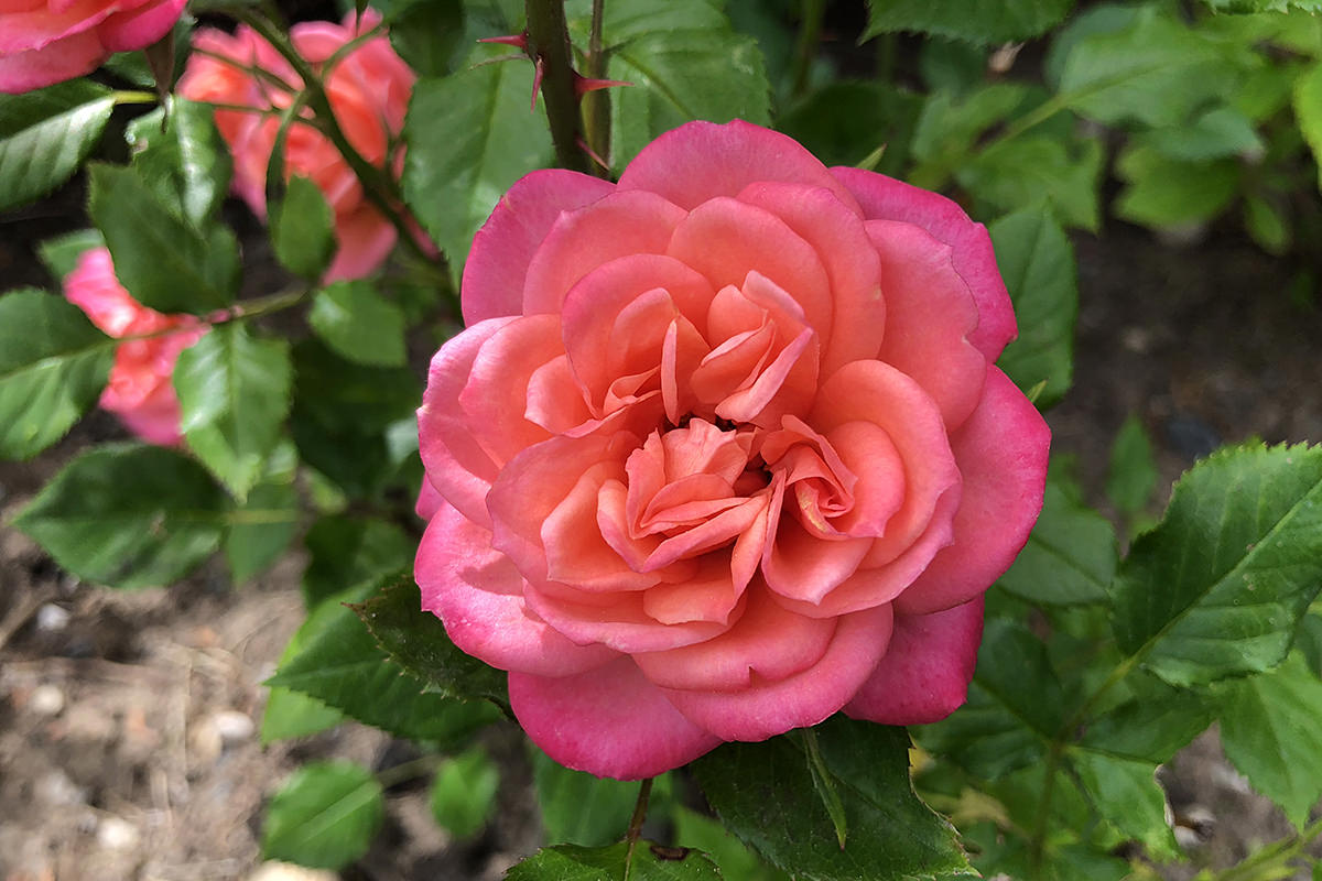 Back Garden Flowers