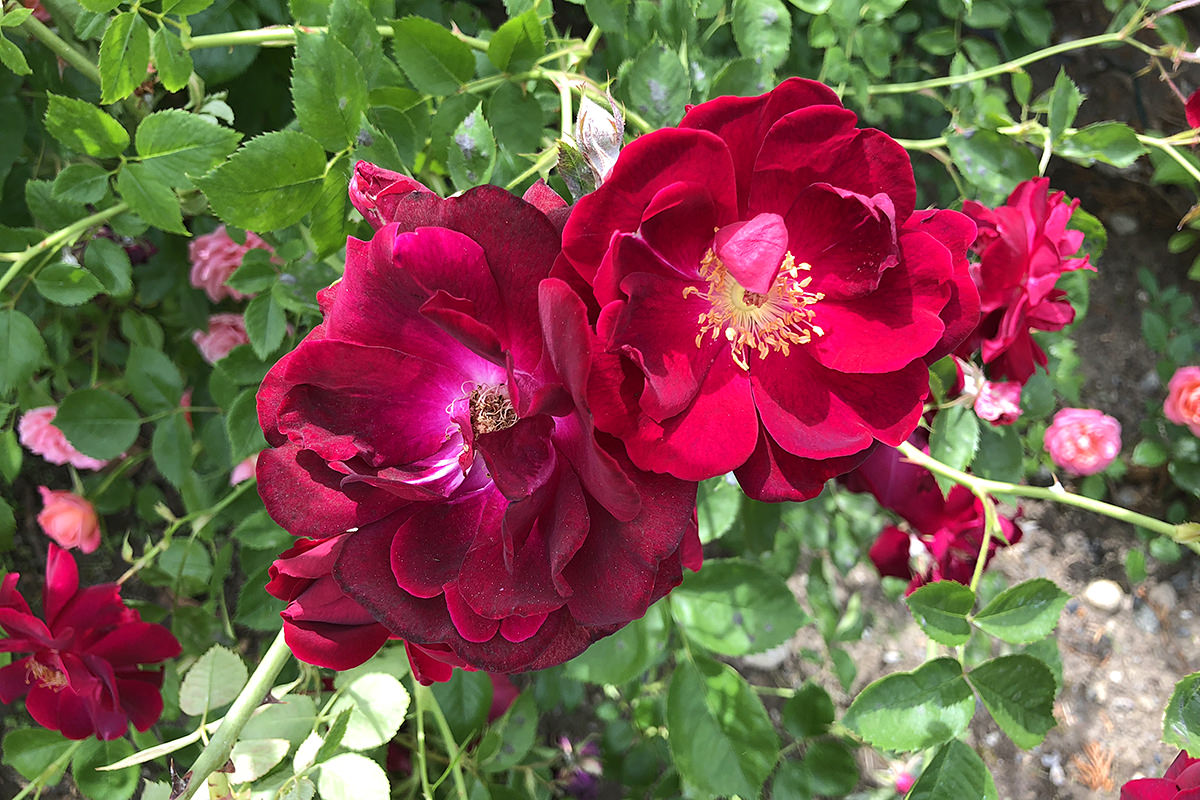 Back Garden Flowers