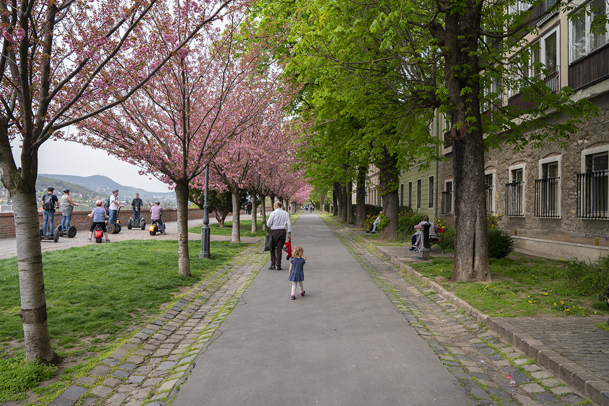 Budapest Buda Castle Flower Tree Walk