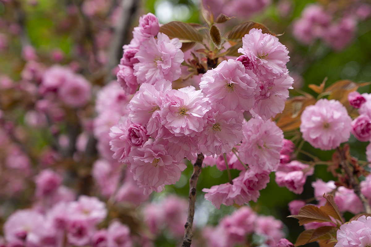 Budapest Buda Castle Flower Tree Walk