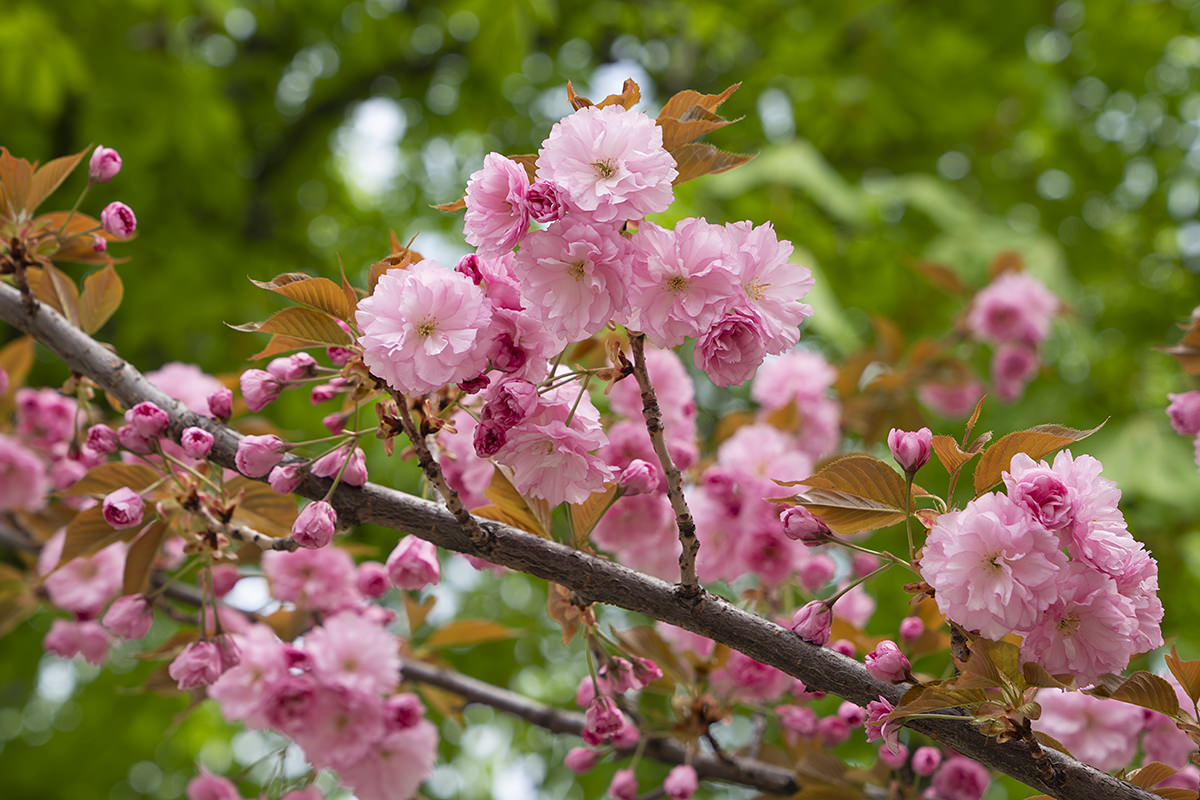 Budapest Buda Castle Flower Tree Walk