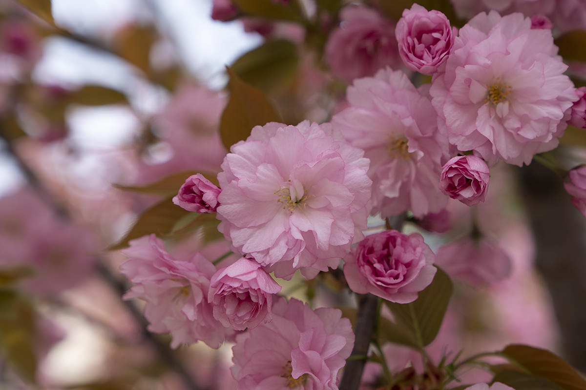 Budapest Buda Castle Flower Tree Walk