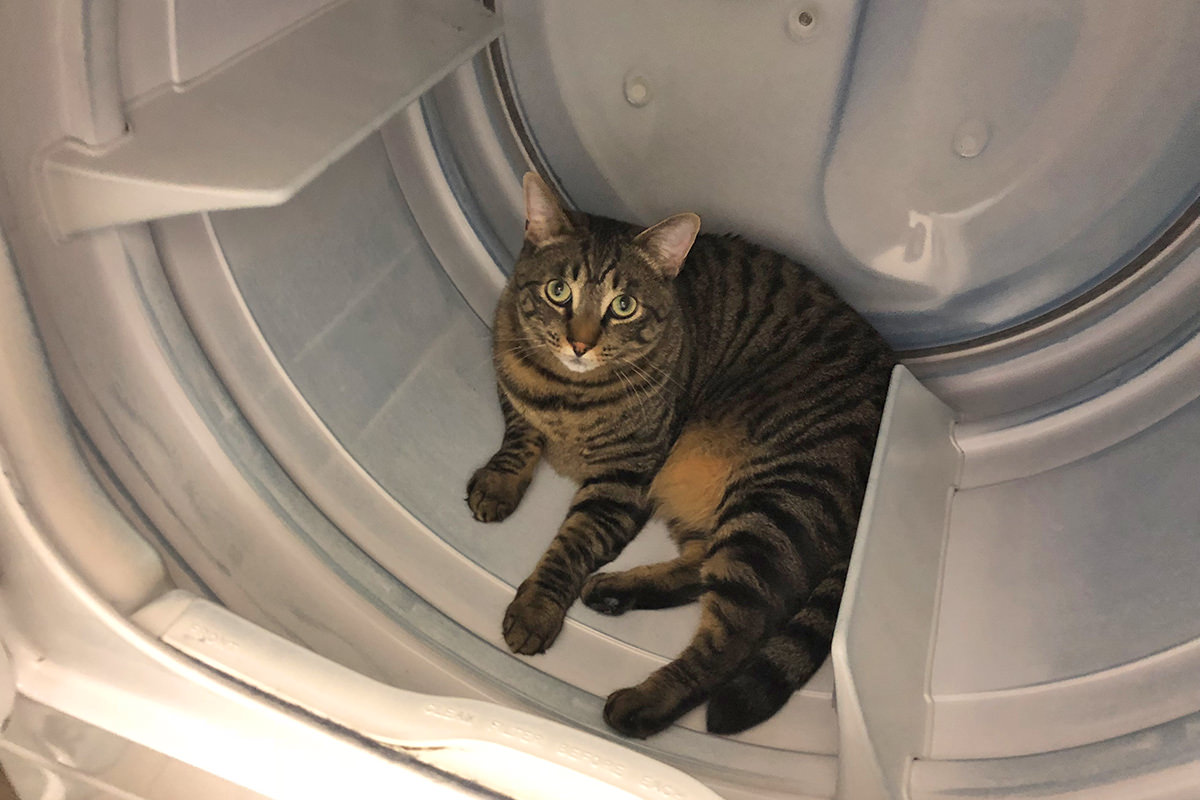 Cat Laundry