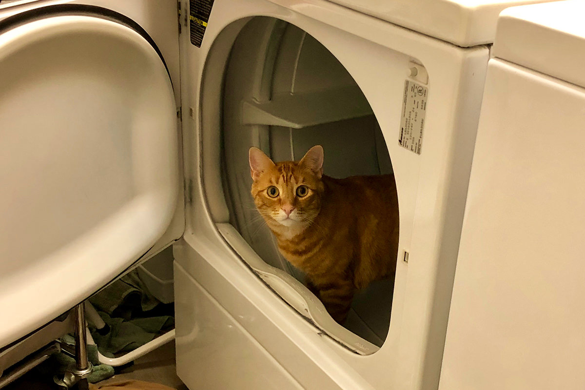 Cat Laundry
