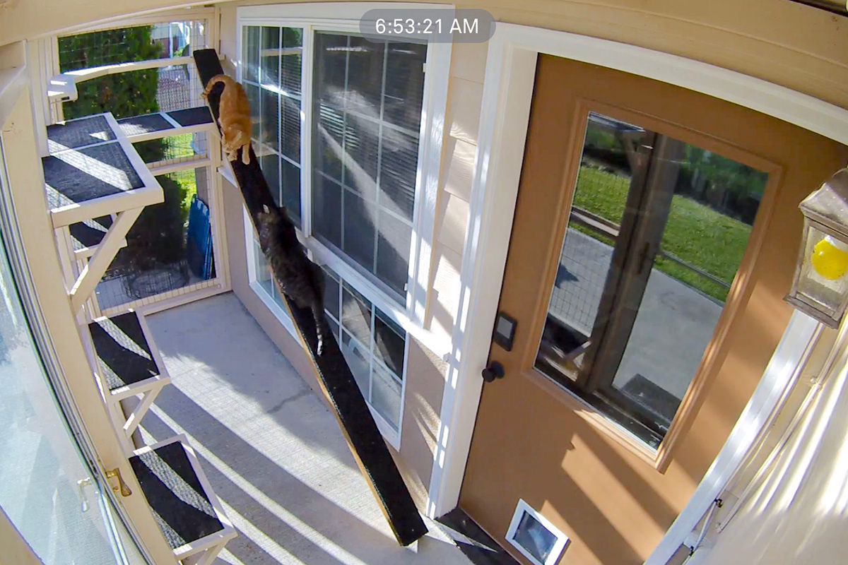 Cat Ramp in the Catio