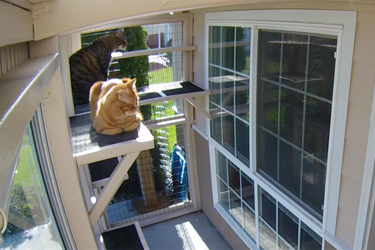 Catio Cats