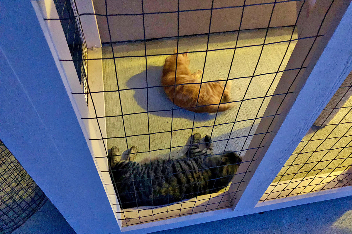 Catio Nights