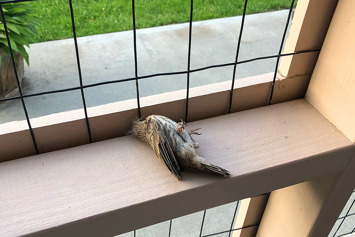 Catio Bird Rescue!