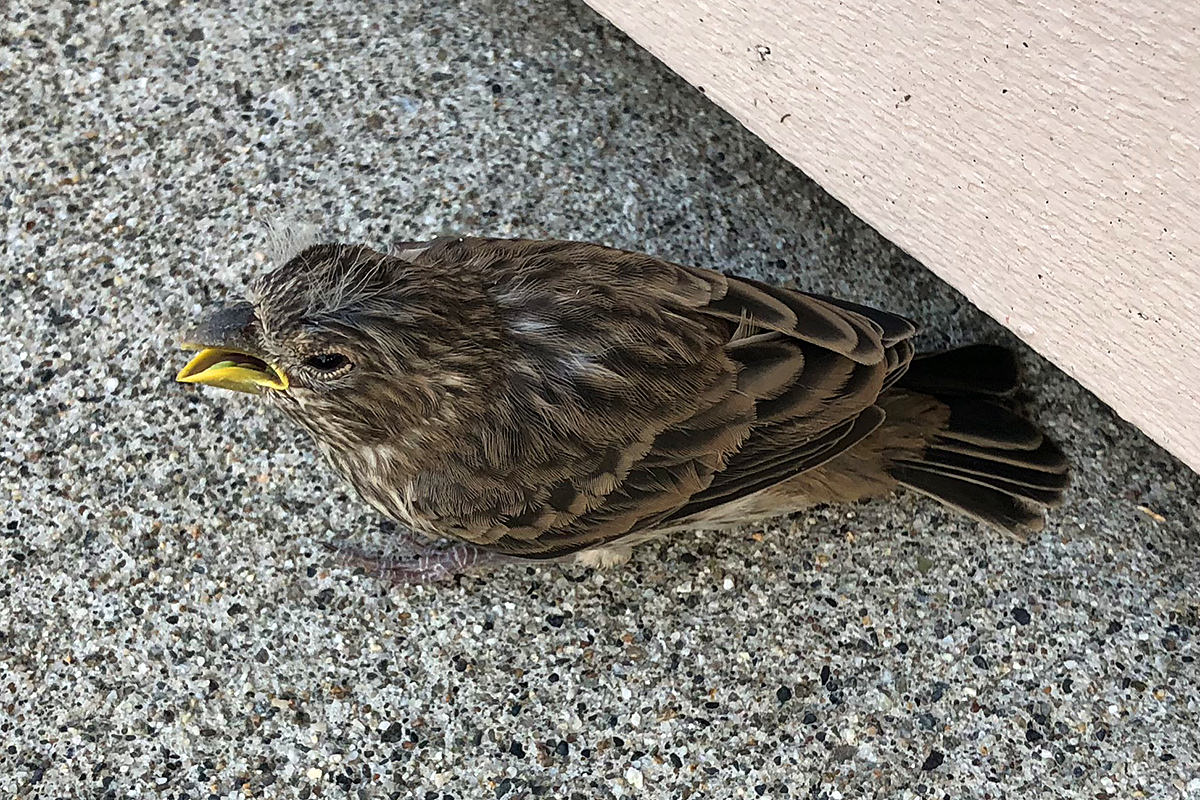 Catio Bird Rescue!