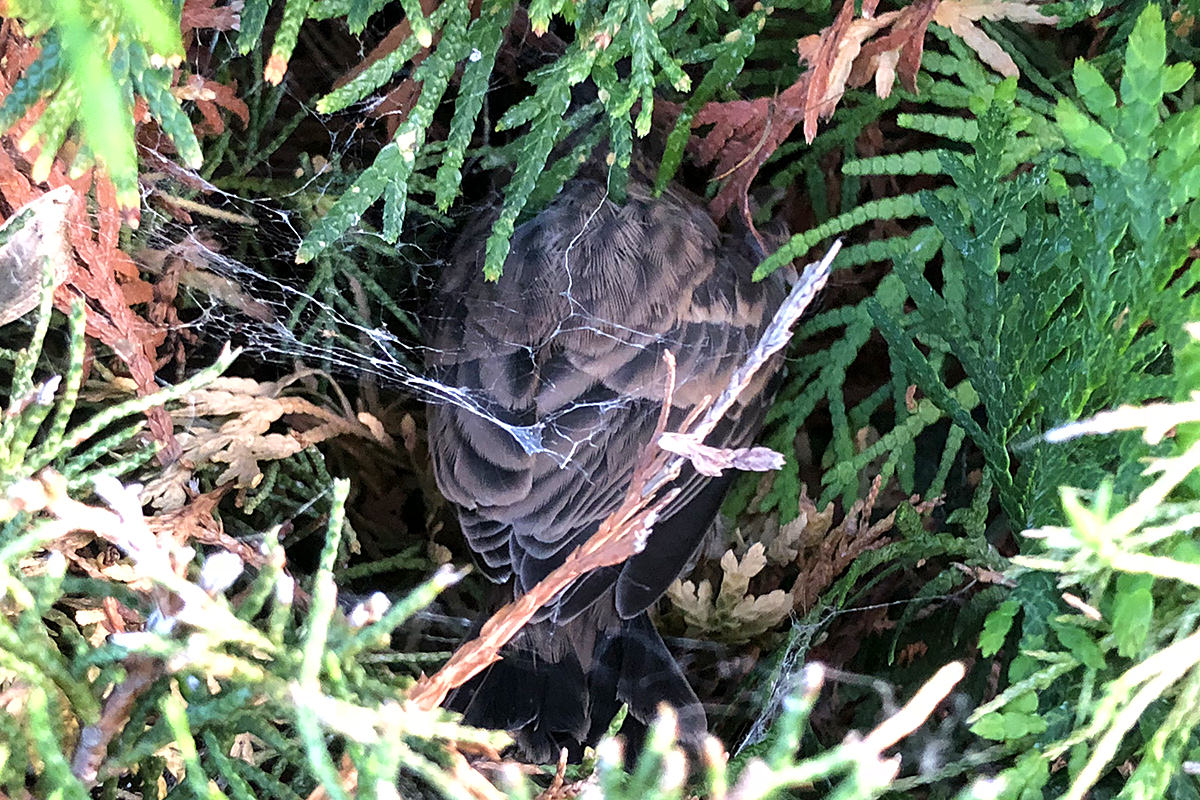 Catio Bird Rescue!