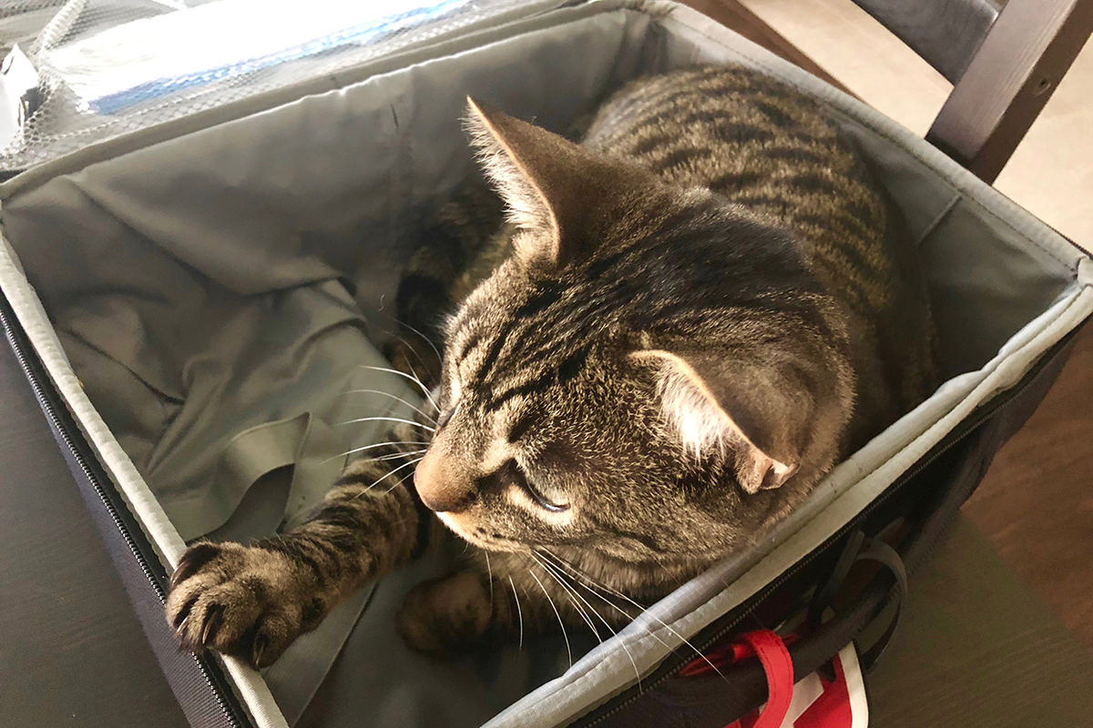 Cats and Suitcases