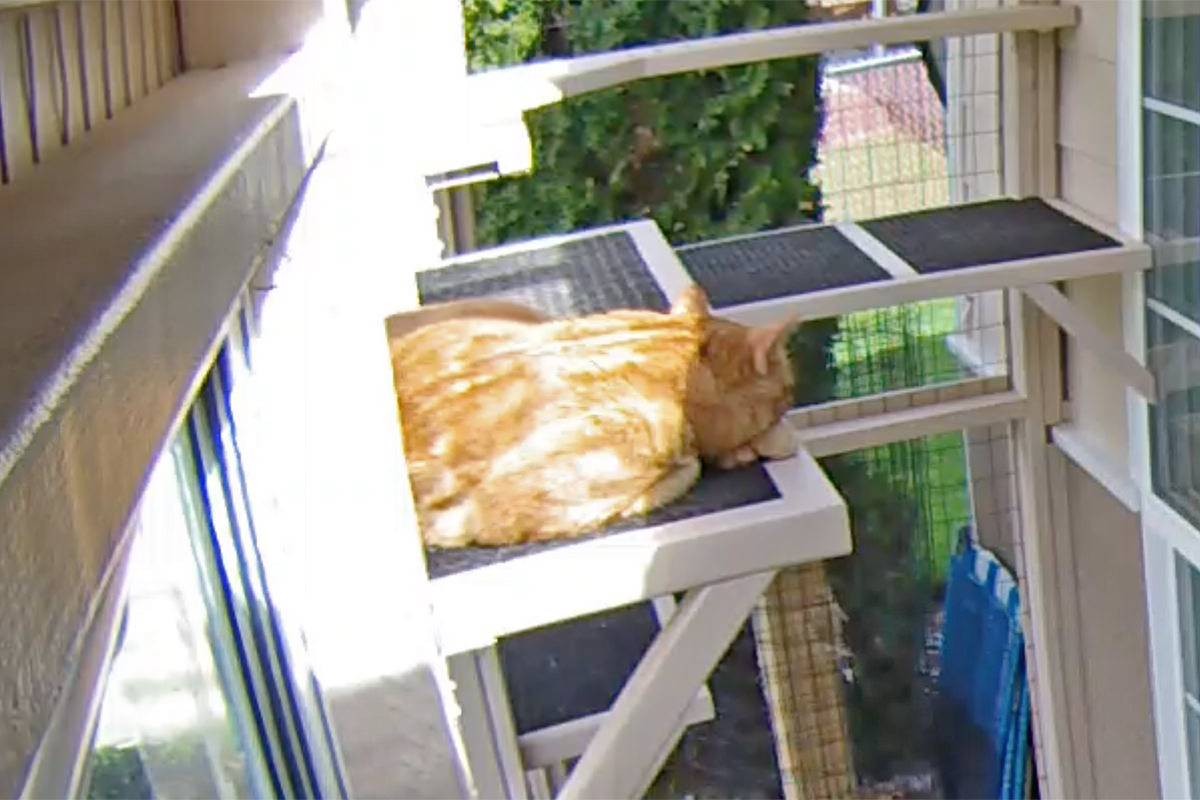 Catio Cats