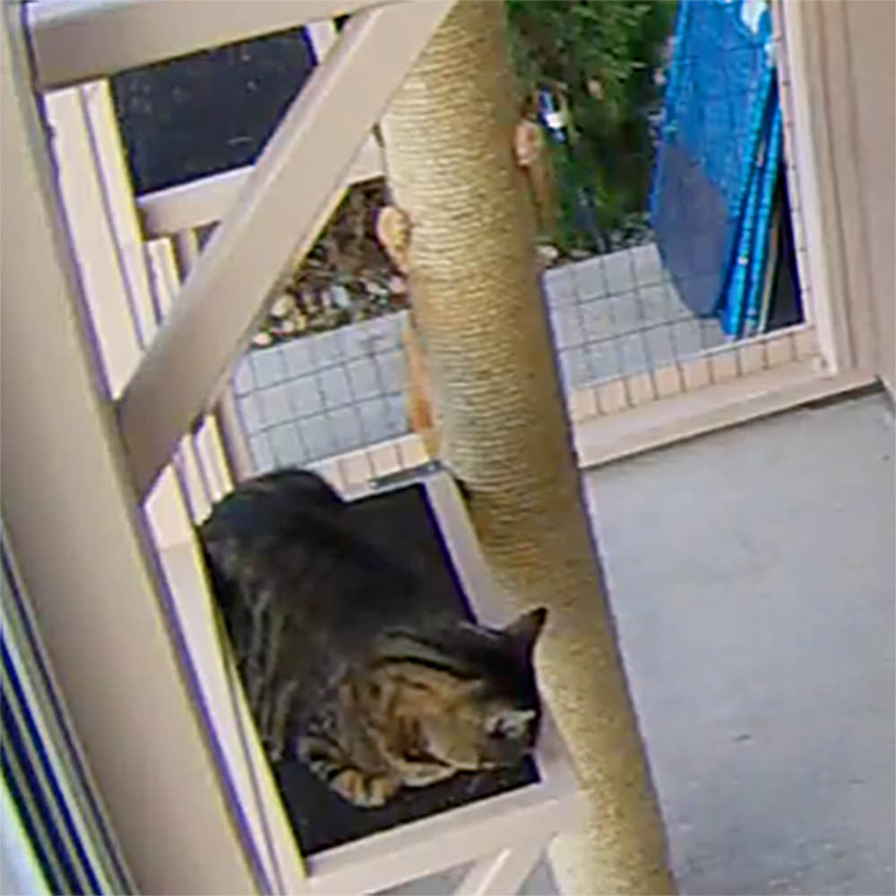 Jenny Climbing the Catio Pole