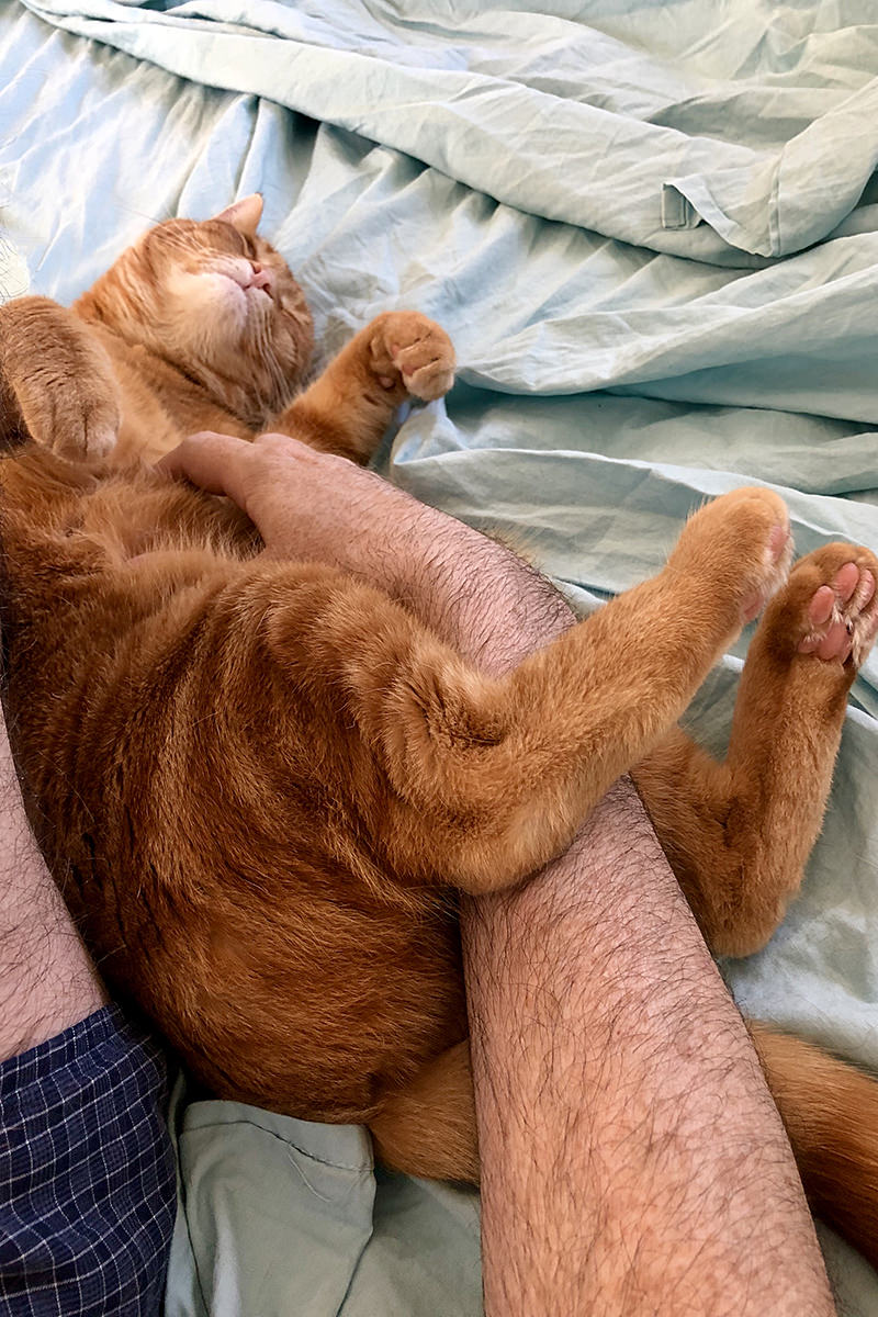 Jenny, a sweet ginger kitty, falls asleep while I'm petting her.