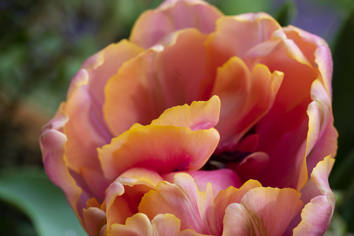 Flowers of the Keukenhof