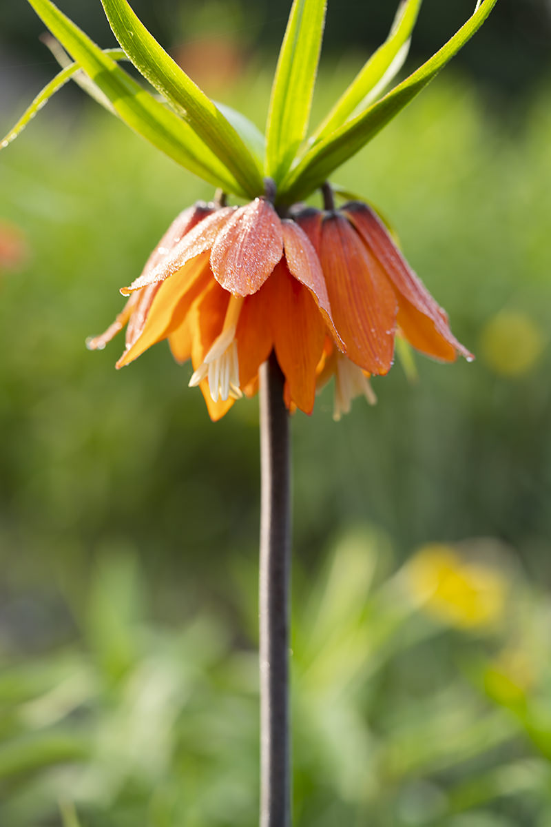 Flowers of the Keukenhof