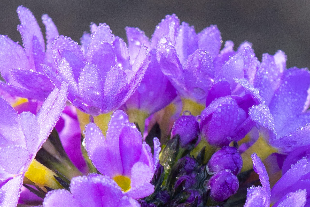 Flowers of the Keukenhof