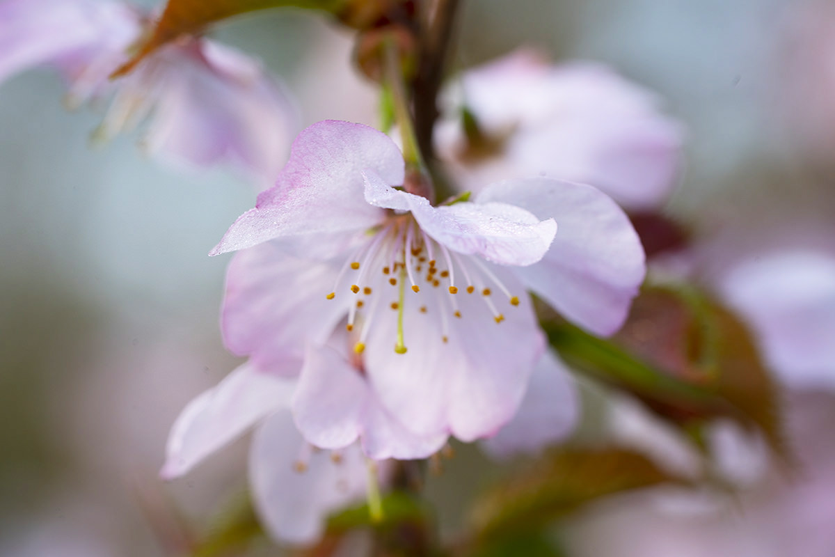 Flowers of the Keukenhof