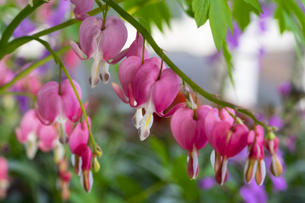 Flowers of the Keukenhof