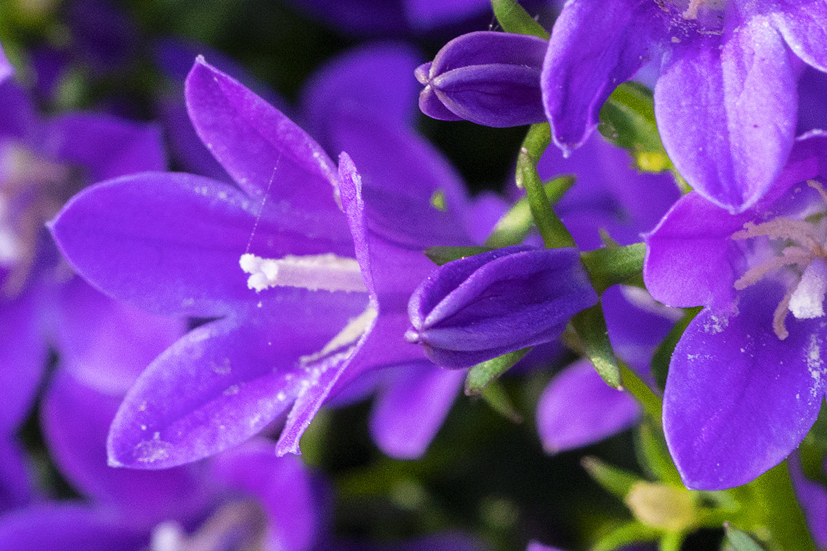 Flowers of the Keukenhof