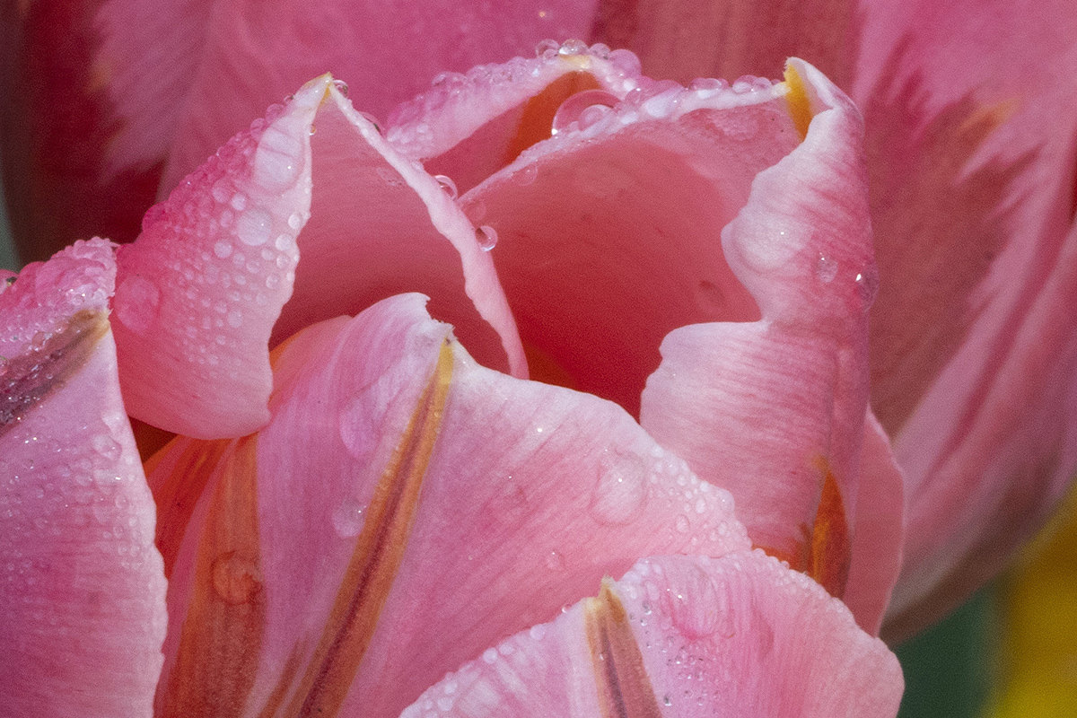 Flowers of the Keukenhof