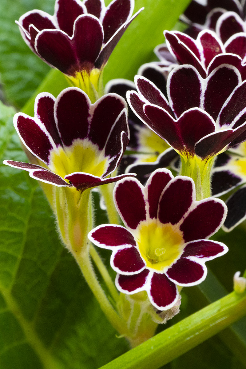 Flowers of the Keukenhof