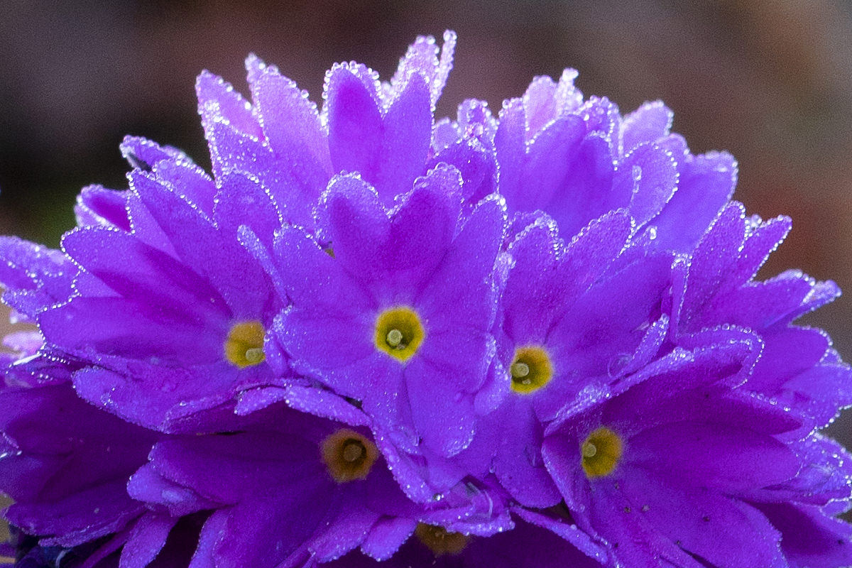 Flowers of the Keukenhof