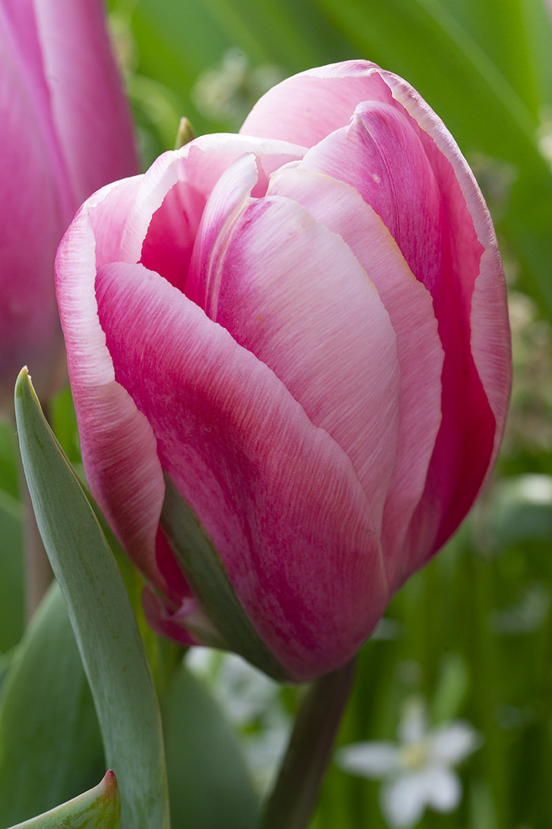 Flowers of the Keukenhof