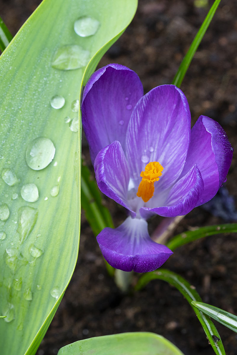 Flowers of the Keukenhof