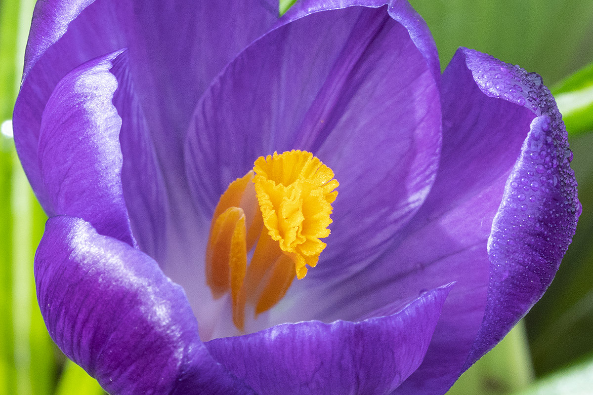 Flowers of the Keukenhof