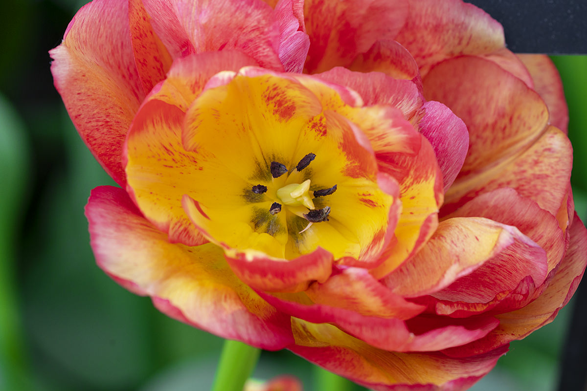 Flowers of the Keukenhof