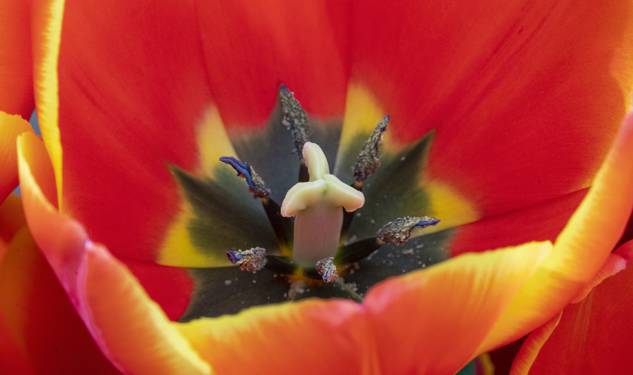 Flowers of the Keukenhof