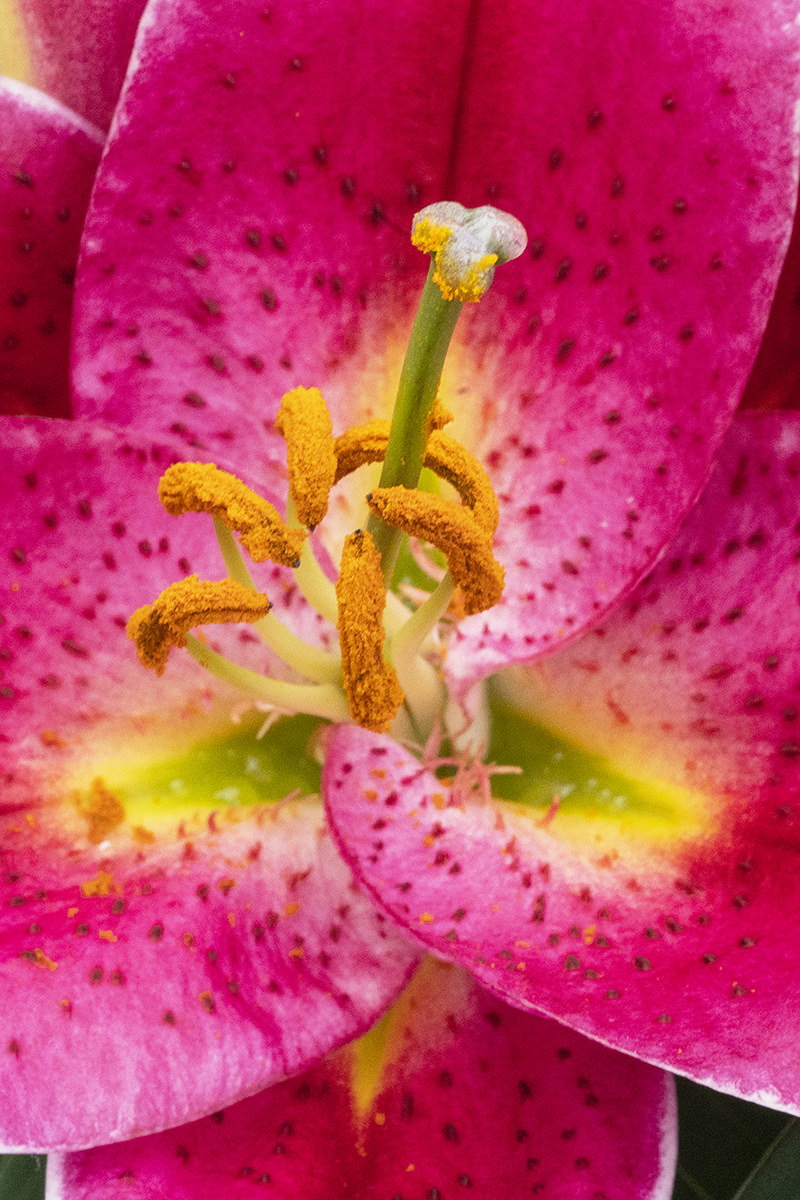 Flowers of the Keukenhof