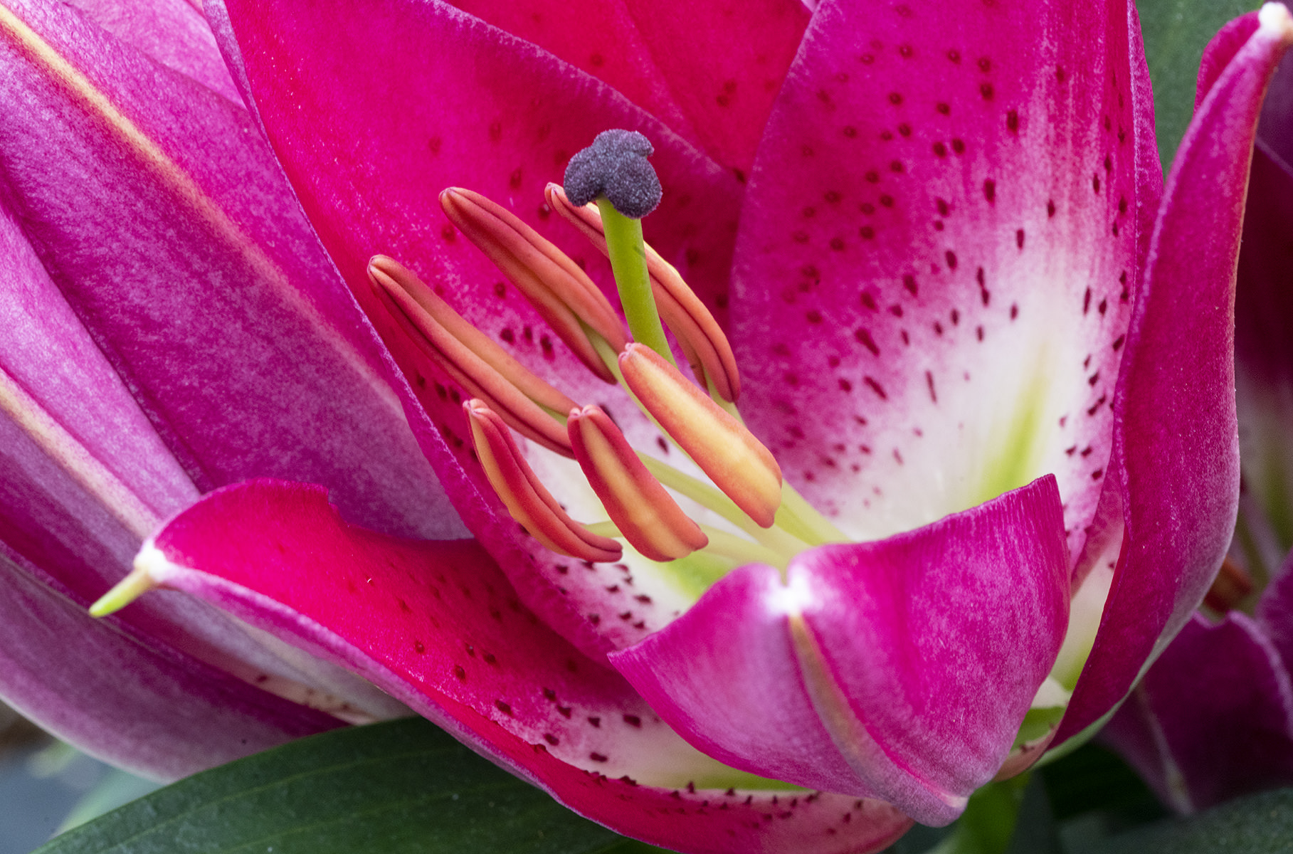 Flowers of the Keukenhof