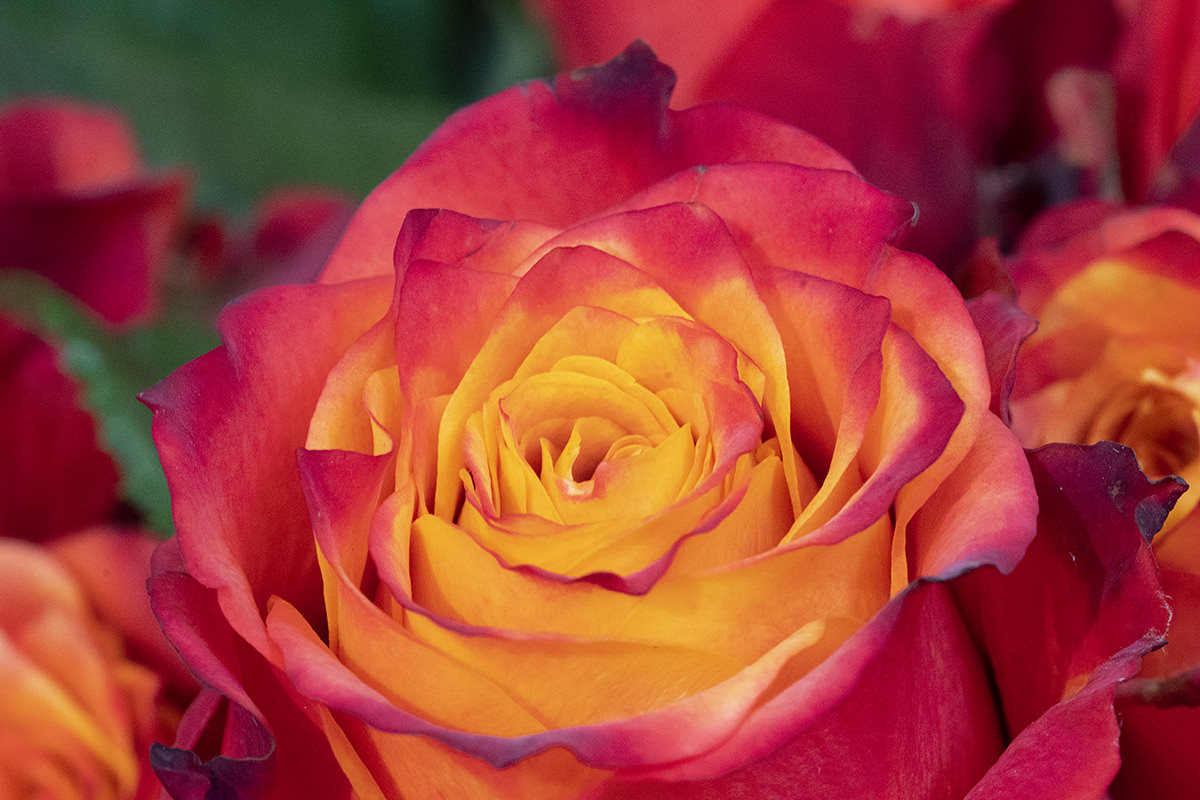 Flowers of the Keukenhof