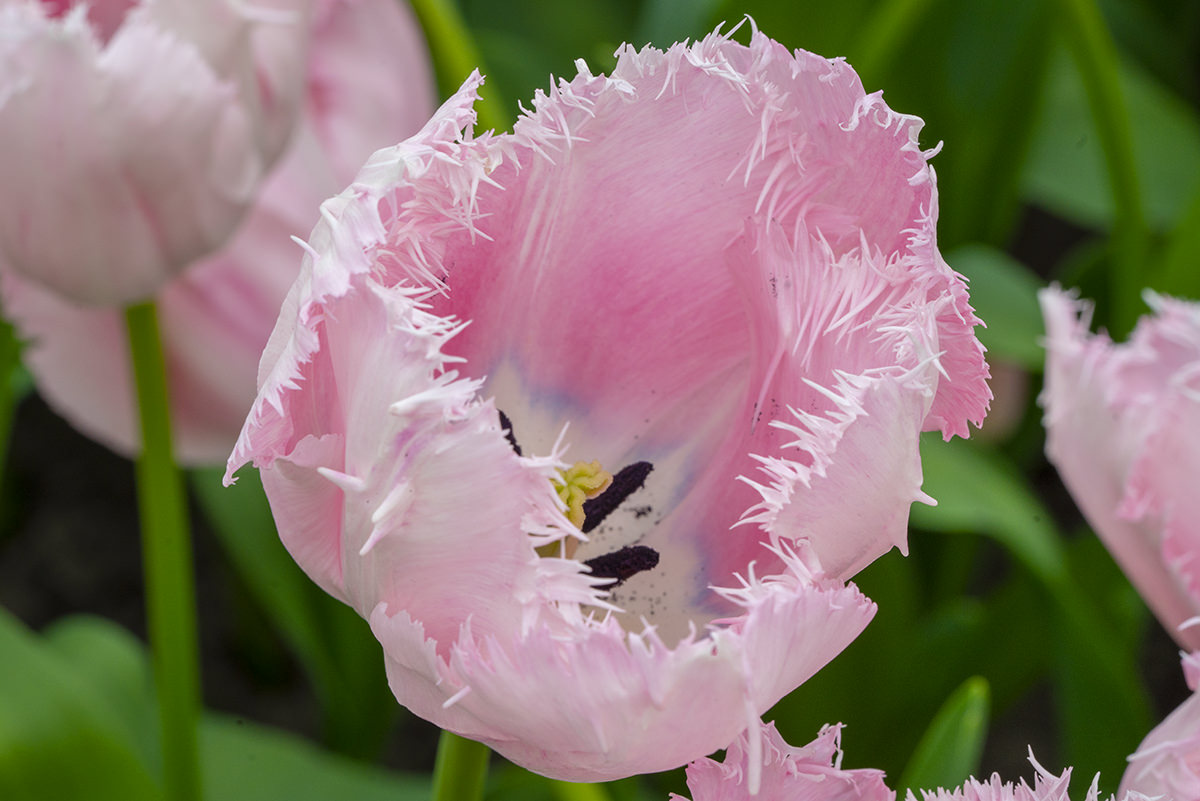 Flowers of the Keukenhof