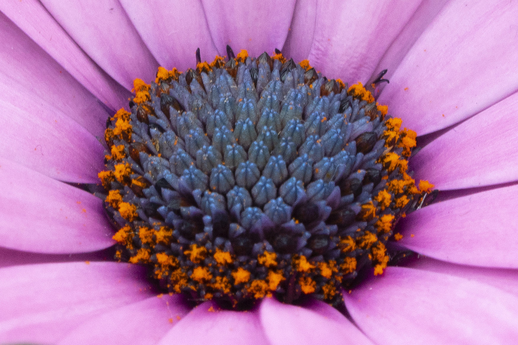 Flowers of the Keukenhof