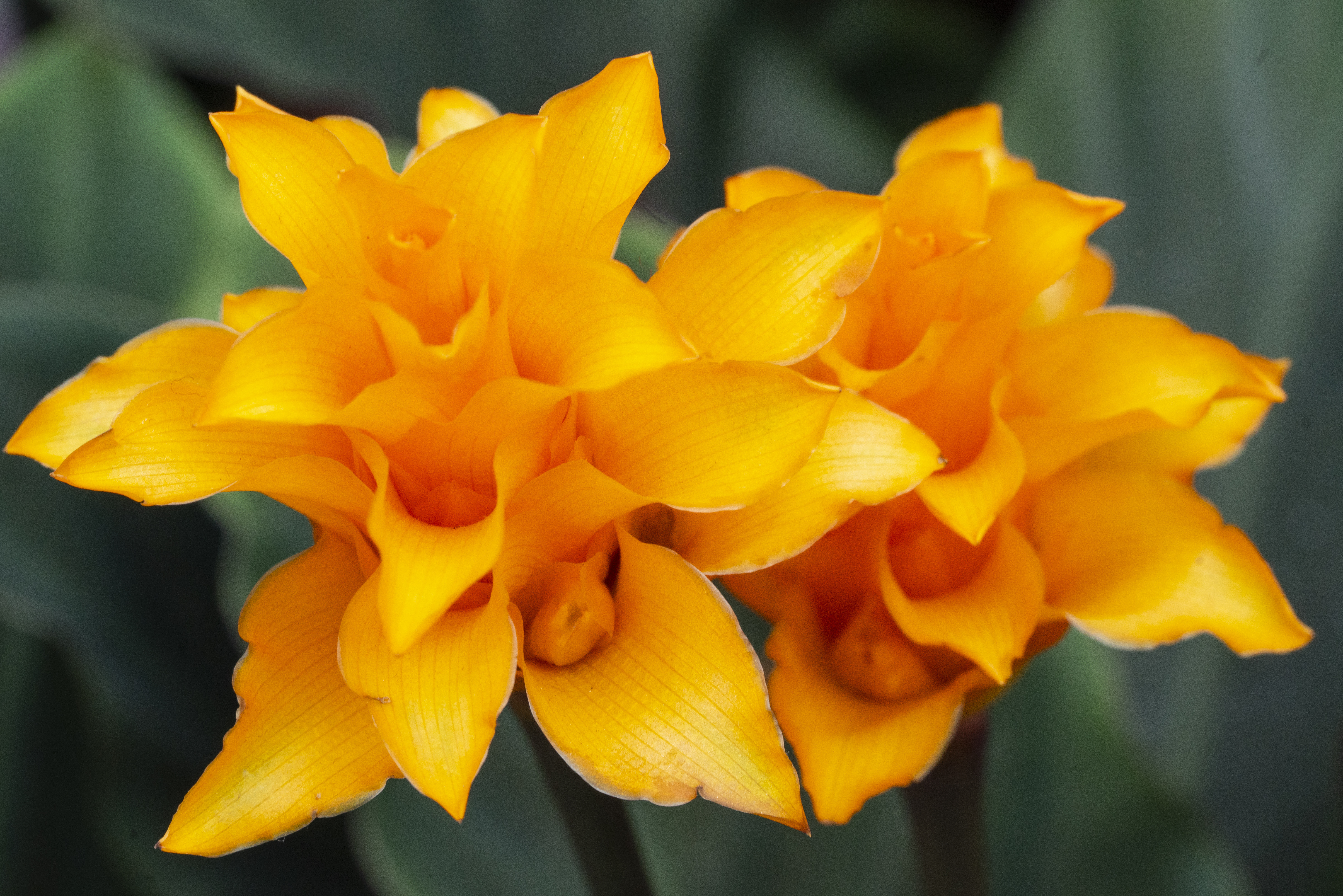 Flowers of the Keukenhof