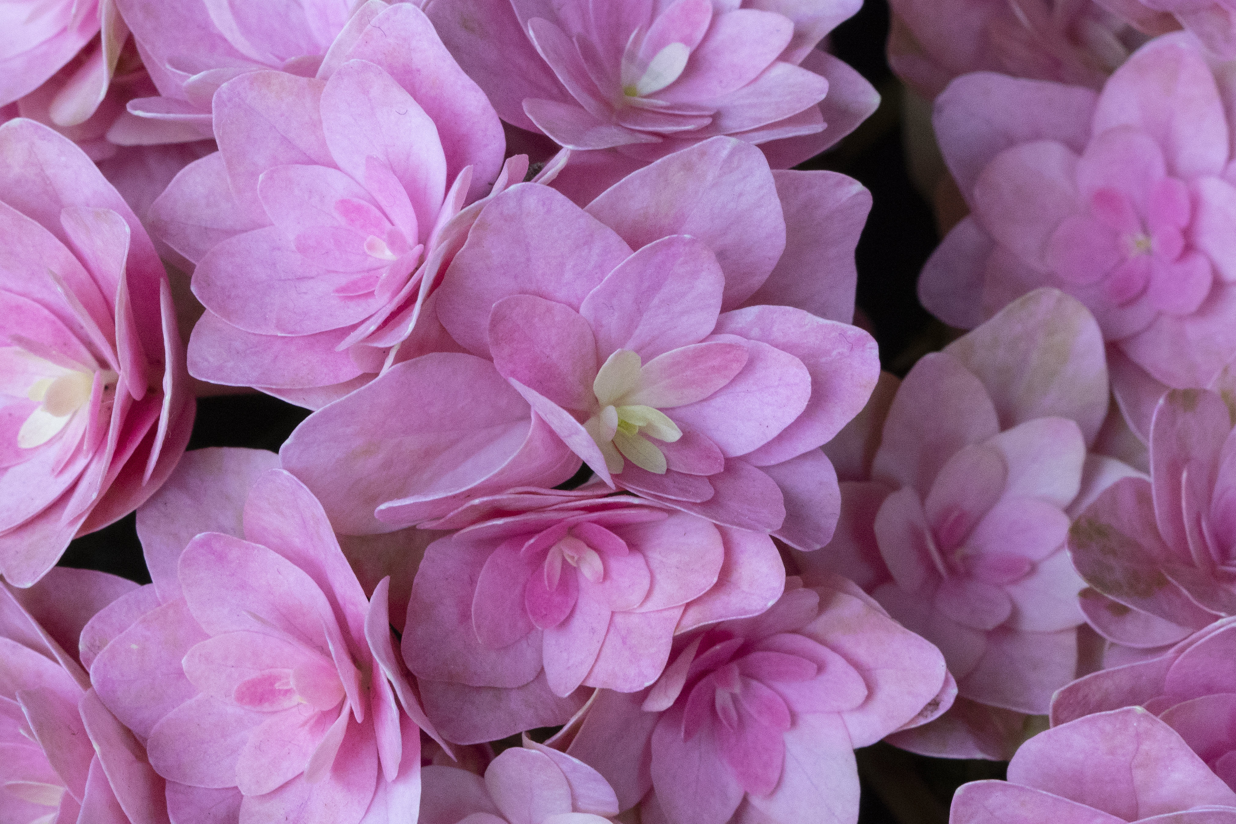 Flowers of the Keukenhof