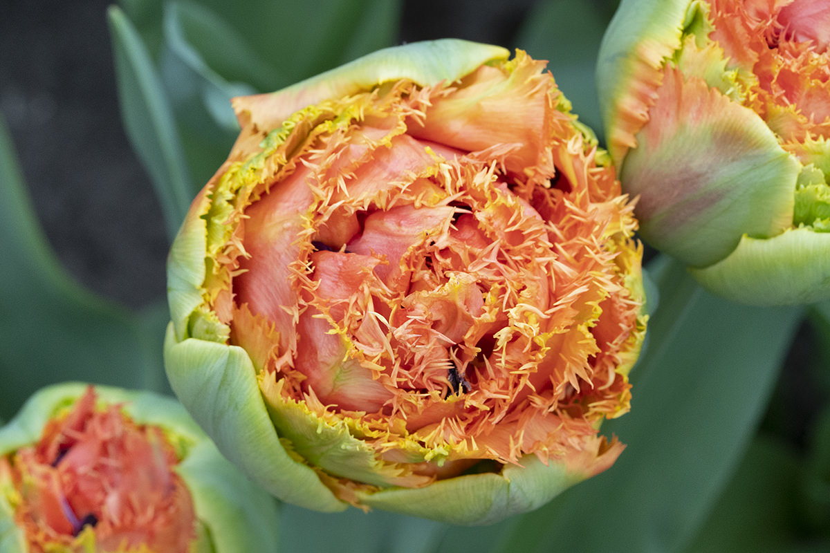 Flowers of the Keukenhof