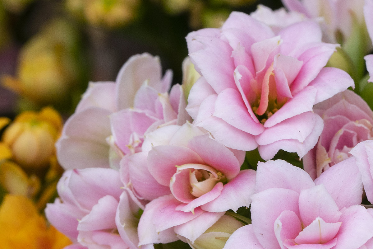 Flowers of the Keukenhof