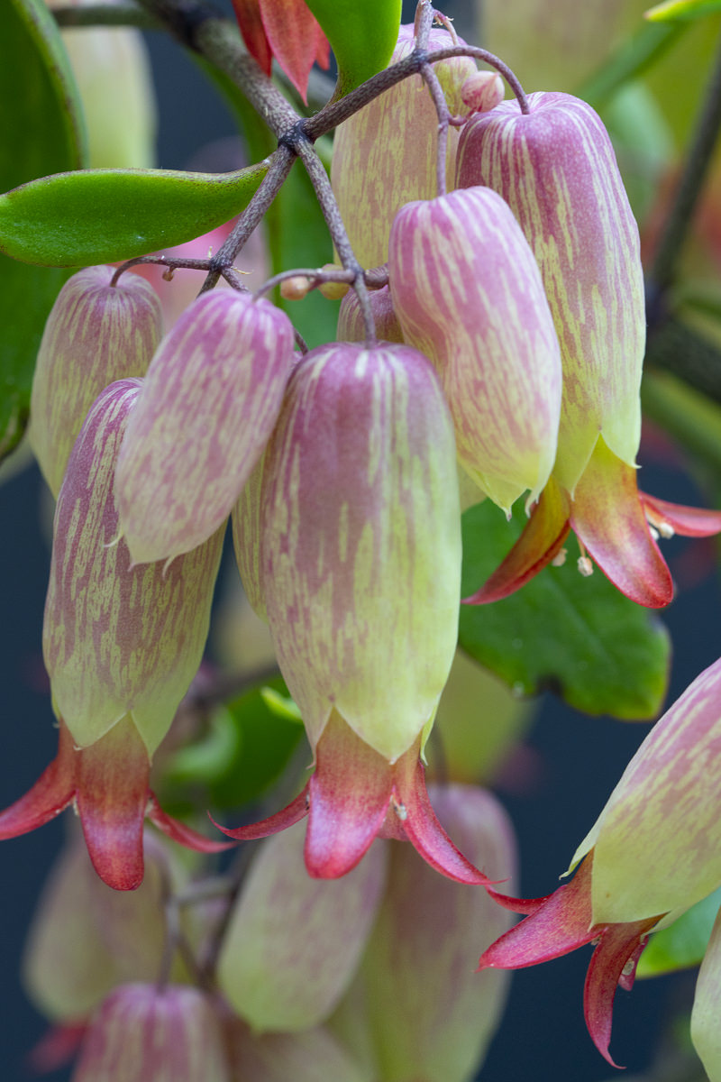 Flowers of the Keukenhof